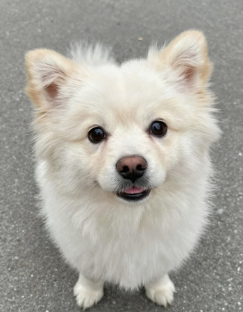 White Pomeranian dog looking at the camera on the floor.の写真素材