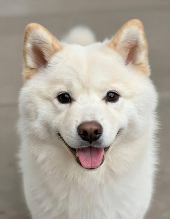 Portrait of a Japanese Akita Inu, close-upの写真素材