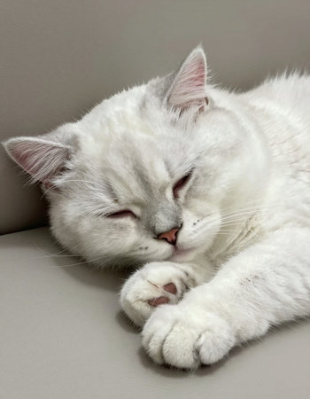 Beautiful white cat sleeping on the sofa. Close-up.の写真素材