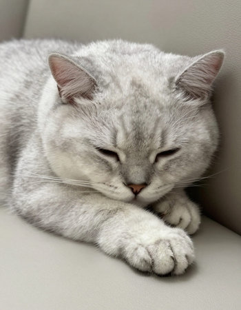 Beautiful gray cat sleeping on the sofa. Shorthair cat.