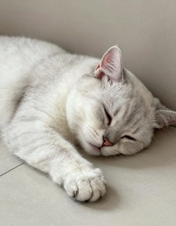 White cat sleeping on the floor. Selective focus and shallow depth of field.の写真素材