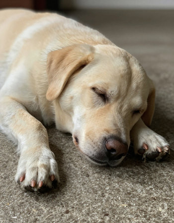 Labrador retriever dog sleeping on the floor, close-up