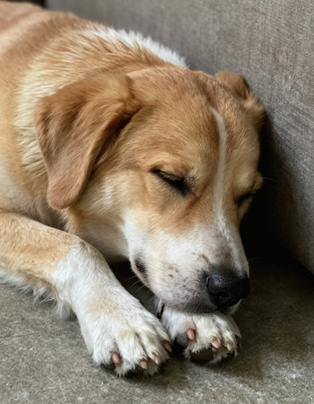 Cute dog sleeping on the sofa at home. Close up.