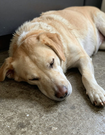 Cute labrador retriever dog sleeping on the floor.