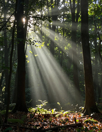 Morning in the forest with sunbeams and rays of light.