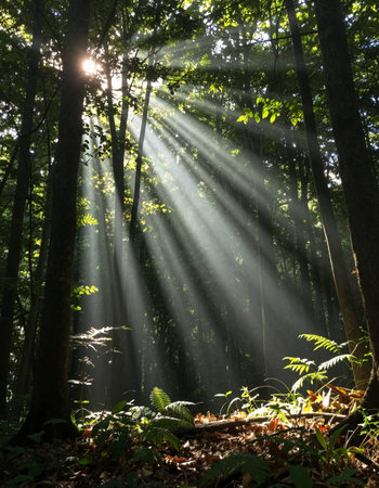 Morning sun rays through the trees in the forest, natural background.