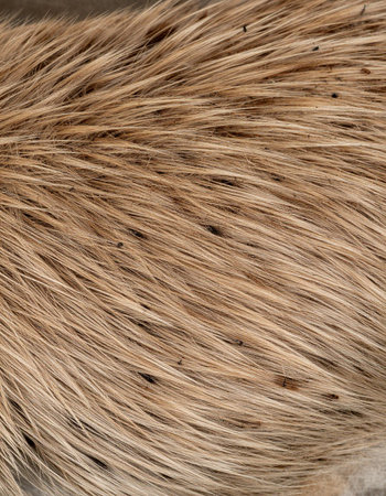 Close-up of the fur of a dog as a background.の写真素材