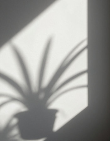 Shadow of a palm leaf on a white wall. Copy space.