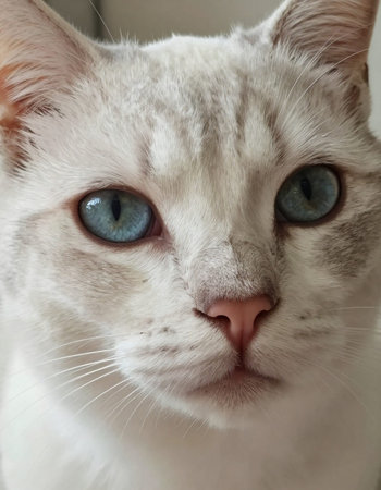 Portrait of a white cat with blue eyes, close-upの写真素材