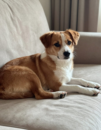 Cute dog lying on sofa at home and looking at camera.の写真素材