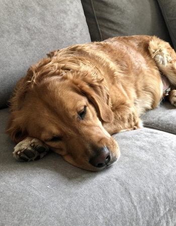 Cute Golden Retriever dog sleeping on sofa at home.の写真素材