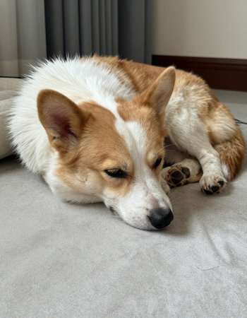 Pembroke Welsh Corgi dog lying on the sofaの写真素材