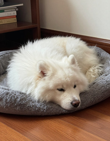 White Samoyed dog lying on a bed in the room.の写真素材