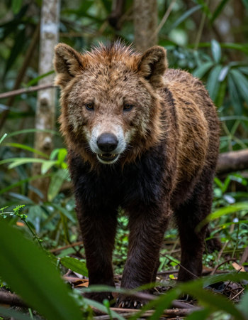 Brown bear (Ursus arctos) in the forestの写真素材