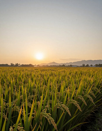 Rice field at sunset in the countryside of Chiang Mai, Thailand.の写真素材