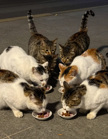 Group of domestic cats eating food from a bowl in the street.の写真素材