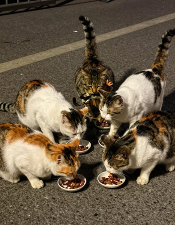 A group of stray cats eating food on a street in Istanbul, Turkey