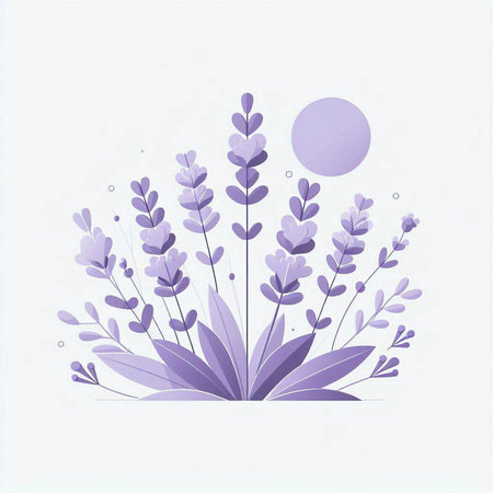 Lavender flowers and moon. Vector illustration for your design.の写真素材