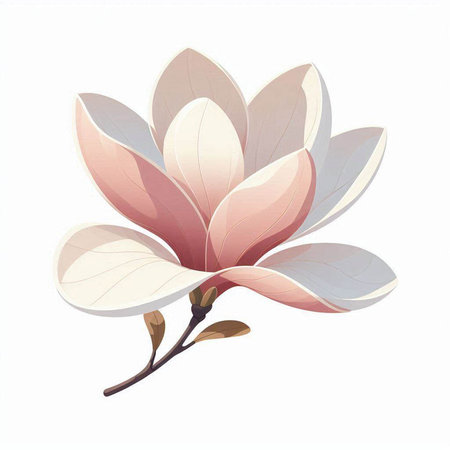 Magnolia flower isolated on white background. Hand drawn vector illustration.の写真素材