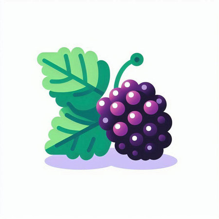 Blackberry fruit. Vector illustration. Isolated on a white background.の写真素材