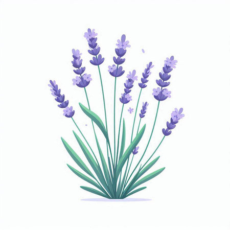 Lavender flowers isolated on white background. Vector illustration in flat style.の写真素材