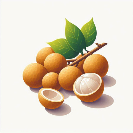Illustration of longan fruit with leaves on a white background.の写真素材