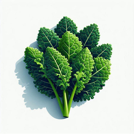 Kale leaves isolated on white background. Vector illustration. Eps 10.の写真素材