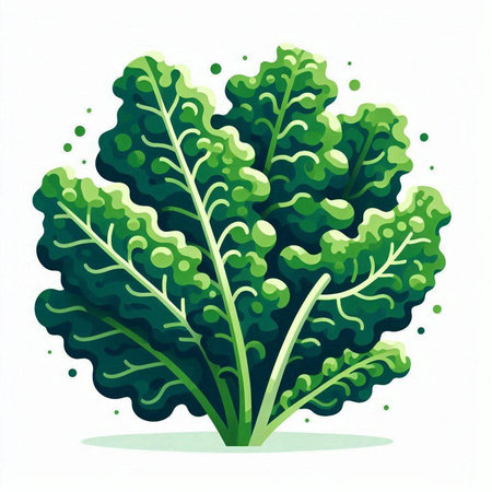 Lettuce. Vector illustration. Isolated on white background.