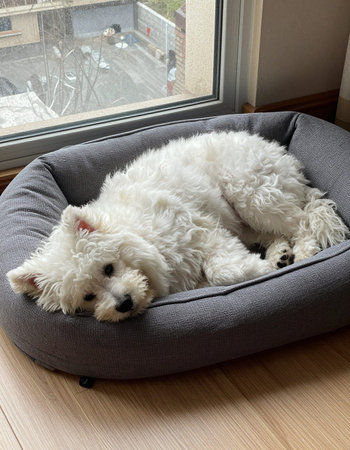 West highland white terrier sleeping on a grey beanbag chair