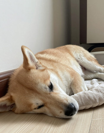 Shiba Inu dog sleeping on the floor.の写真素材