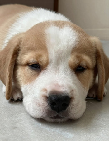 Cute Beagle puppy sleeping on the floor, close-up