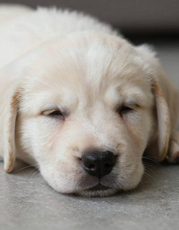 Labrador puppy sleeping on the floor (golden retriever)