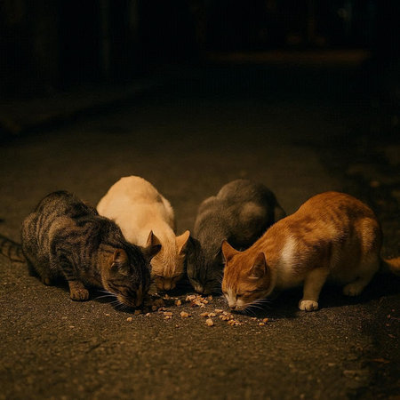A group of stray cats eating food on the street at night.