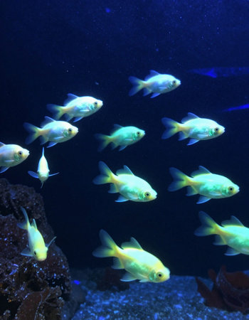 Tropical fish swimming in an aquarium, closeup of photo