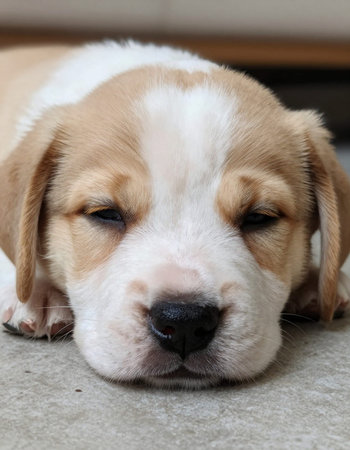 Cute beagle puppy sleeping on the floor. Close up.
