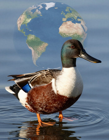 Northern Shoveler (Anas platyrhynchos)