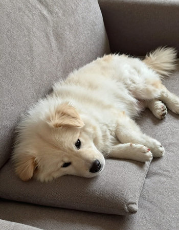 Cute Golden Retriever puppy lying on sofa in living room