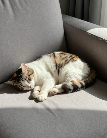 Tricolor cat sleeping on the sofa in the sun light.
