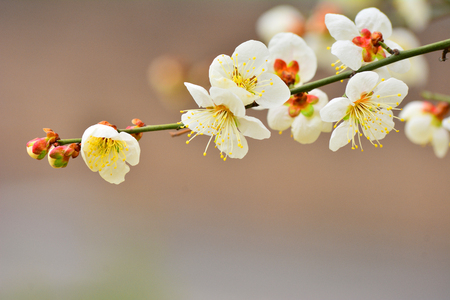 Gileotdeon back to last winter and now spring is a wanyeon, greeted them as beautiful and noble appearance, whitish bloom of white plum blossomsの写真素材