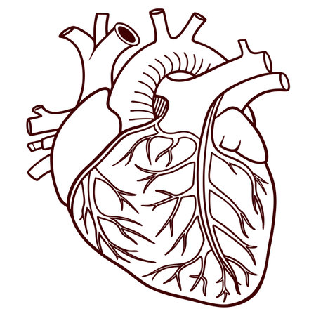 Human heart. Vector illustration of a human heart isolated on white background.のイラスト素材