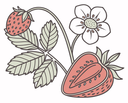 Strawberry berry with leaves and flowers. Vector illustration.のイラスト素材