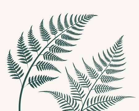 Fern leaves design, vector illustration eps 10. Natural floral background.のイラスト素材