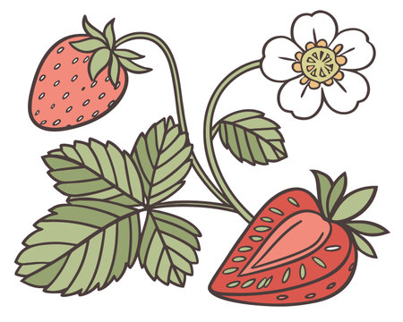 Strawberry with leaves and flower. Vector illustration isolated on white background.のイラスト素材
