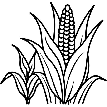 Illustration of a corn plant with leaves on a white background.のイラスト素材