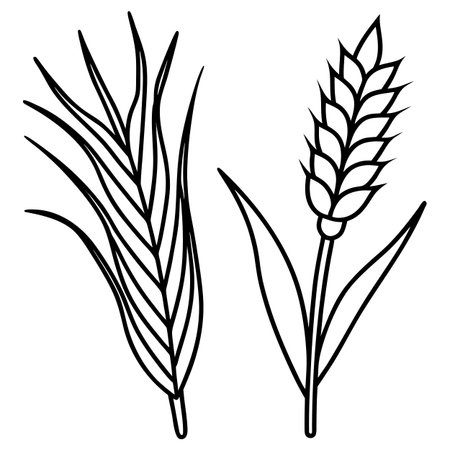 Ears of wheat on a white background. Vector illustration in outline style.のイラスト素材