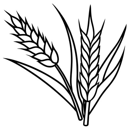 Spikelets of wheat on a white background. Vector illustration.のイラスト素材
