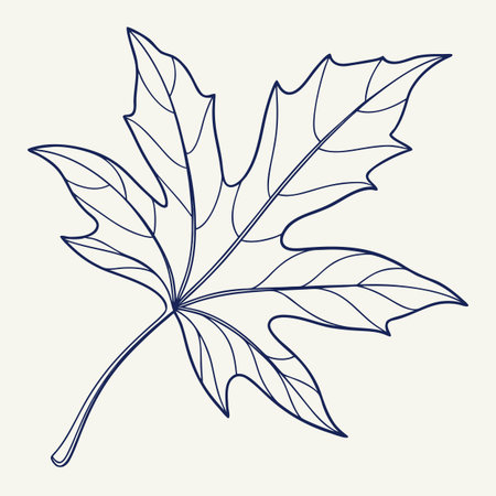 Maple leaf isolated on white background. Hand drawn sketch. Vector illustration.のイラスト素材
