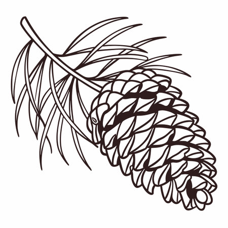 Pine cone. Hand drawn vector illustration isolated on white background.のイラスト素材