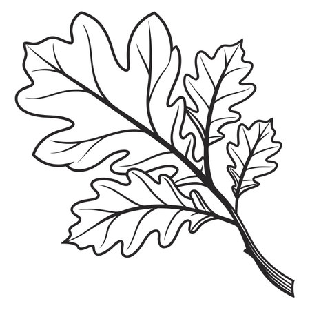 Oak branch with leaves. Black and white vector illustration for coloring book.のイラスト素材