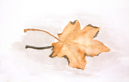 watercolour painting of maple leaf in water, floating autumn maple leafの写真素材